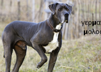 Γερμανικός Μολοσσός