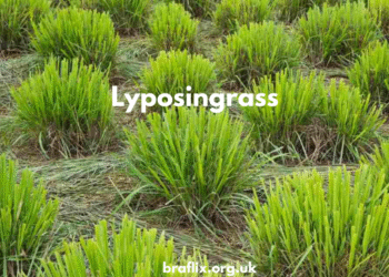 Lyposingrass