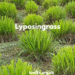 Lyposingrass