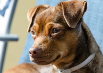 How to Care for Your Dog’s Eyes: Vet-Approved Tips for Daily Eye Health