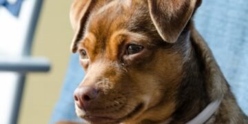 How to Care for Your Dog’s Eyes: Vet-Approved Tips for Daily Eye Health How to Care for Your Dog’s Eyes: Vet-Approved Tips for Daily Eye Health