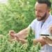 Ways Medical Cannabis Can Enhance Your Wellness Routine
